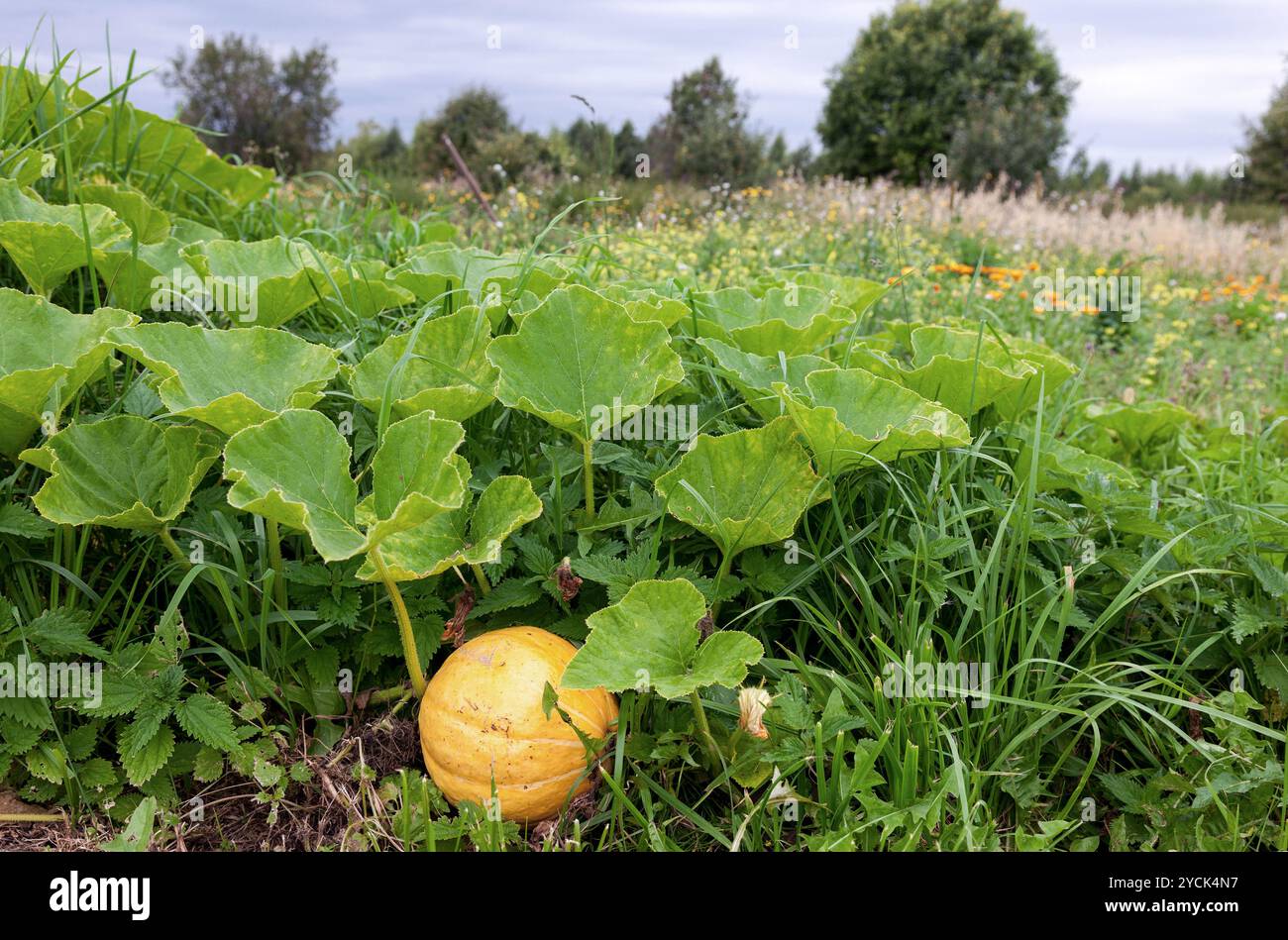 Orange pumpkin growing on the vegetable patch Stock Photo - Alamy
