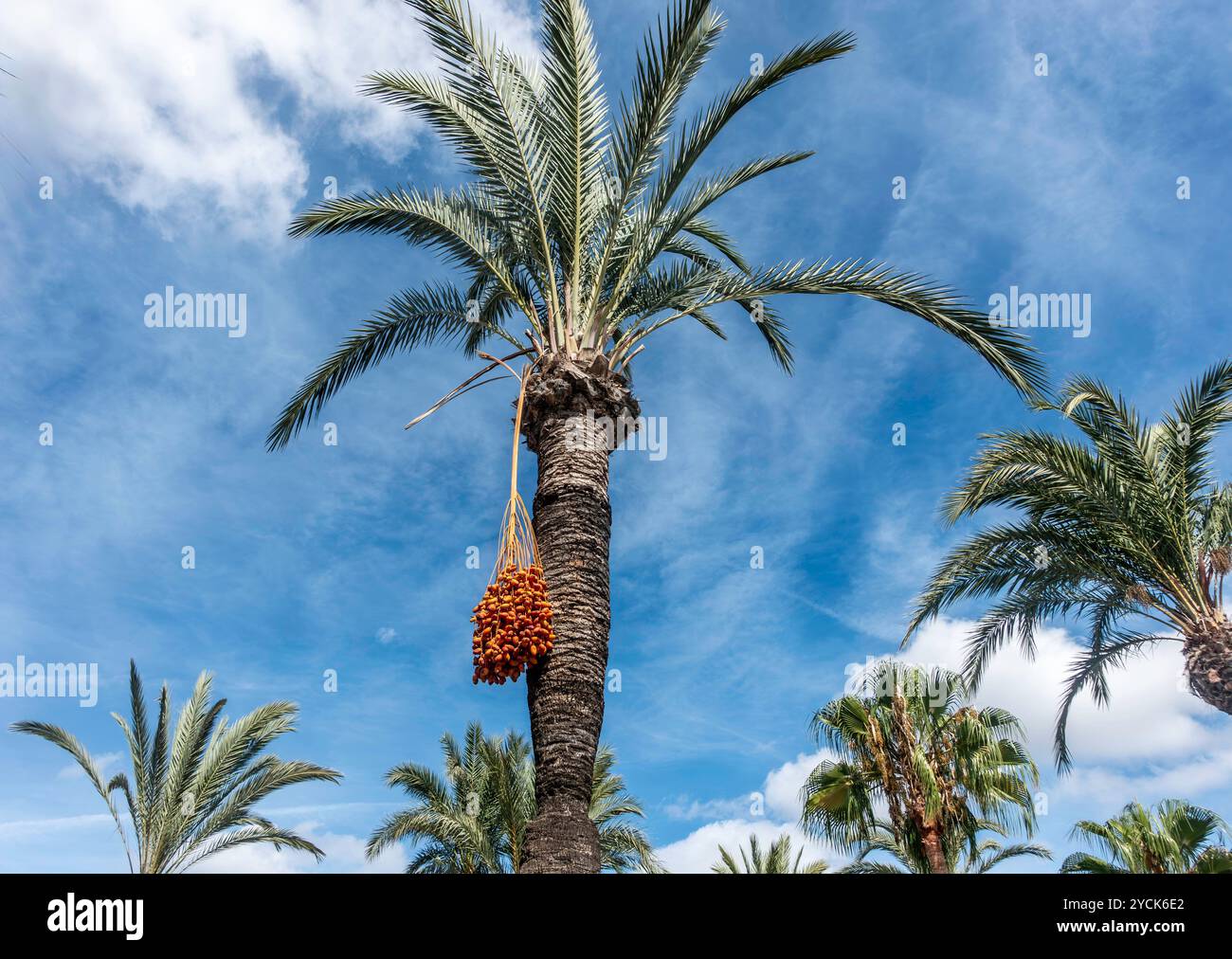 A Date Palm Tree with fruit hanging from its branches in Santa Eulària des Riu, in Ibiza, Spain Stock Photo