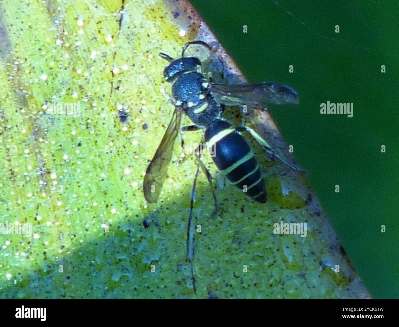 Bramble Mason Wasp (Ancistrocerus adiabatus) Insecta Stock Photo - Alamy