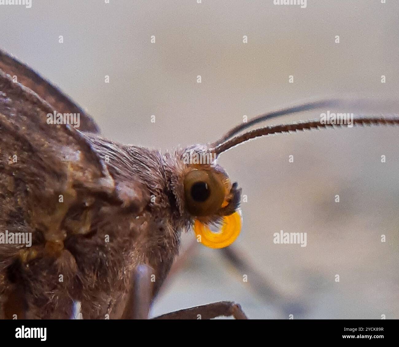 Geometer Insect Geometer Moths (Geometridae) Insecta Stock Photo - Alamy