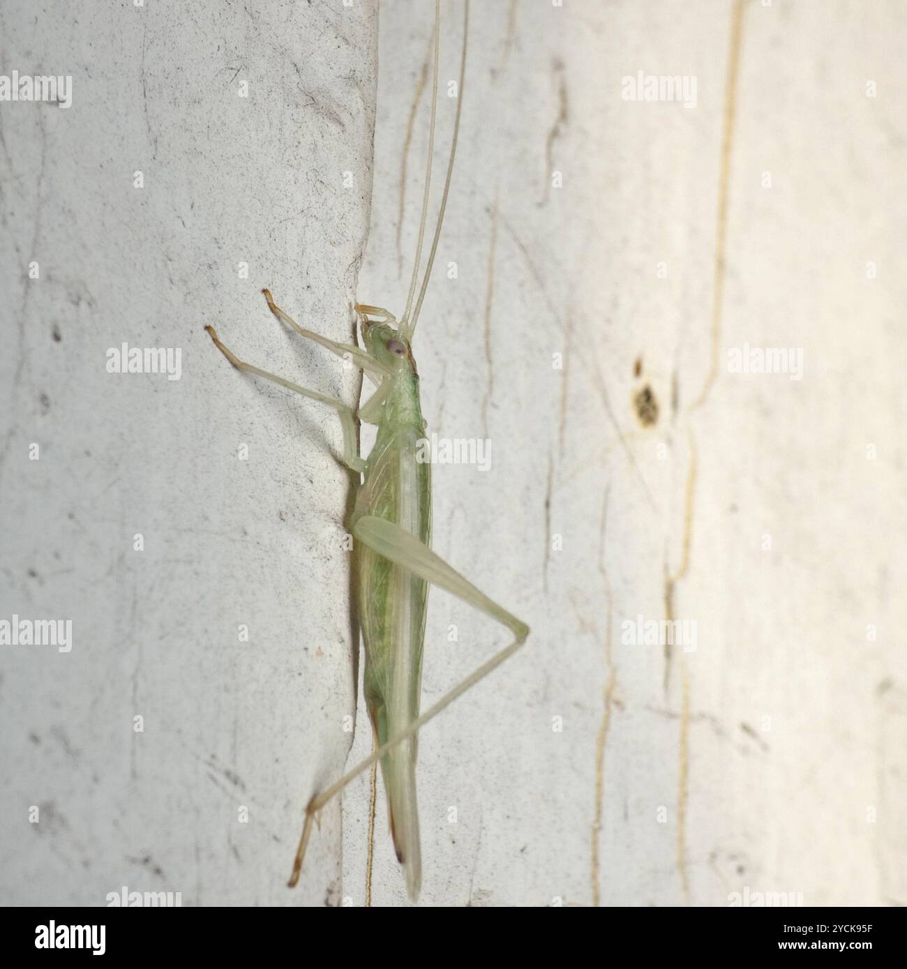 Common Tree Crickets (Oecanthus) Insecta Stock Photo - Alamy