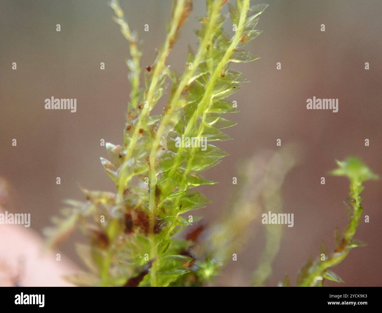 Toothed Plagiothecium Moss (Plagiothecium denticulatum) Plantae Stock ...