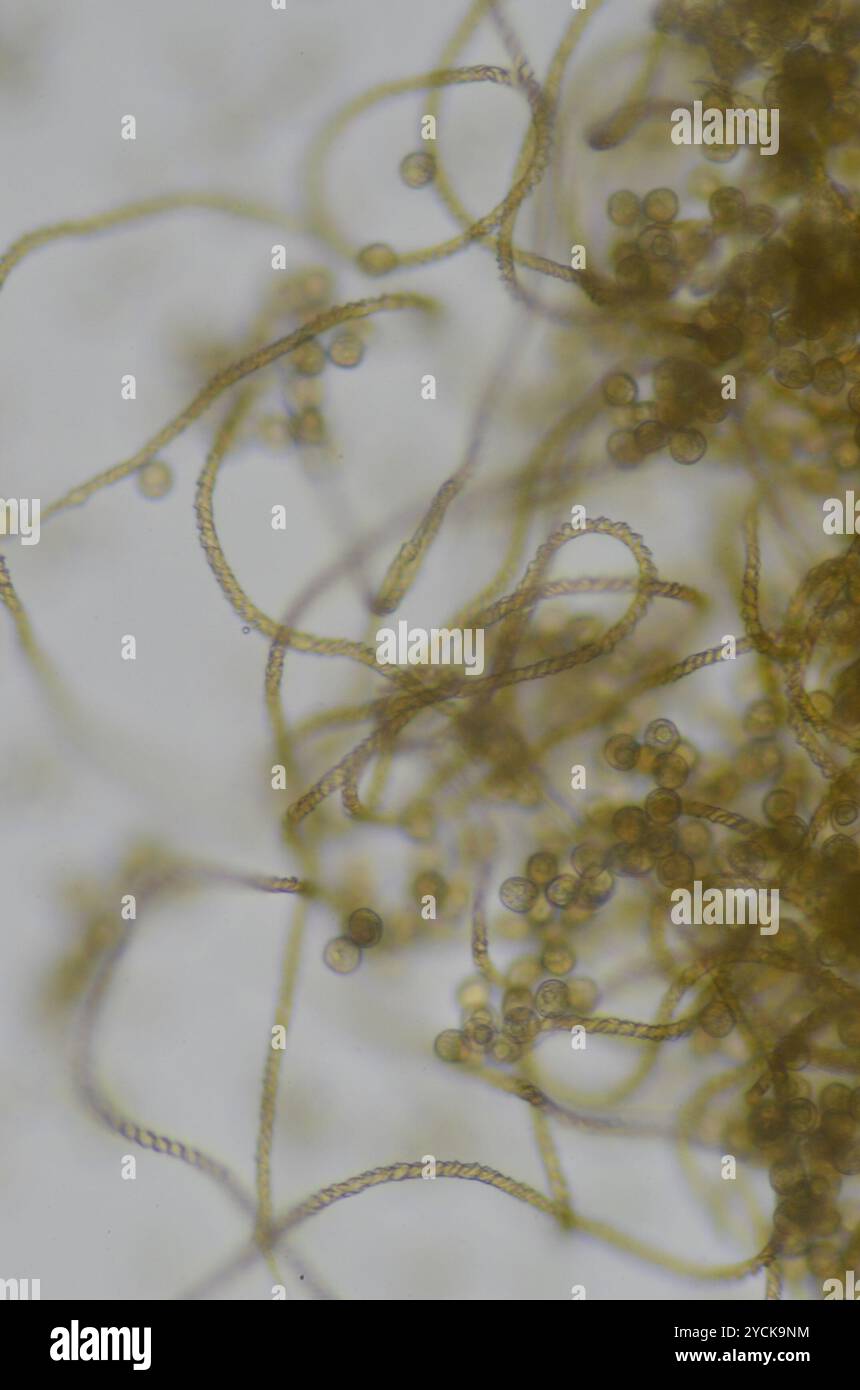 Trichia varia hi-res stock photography and images - Alamy