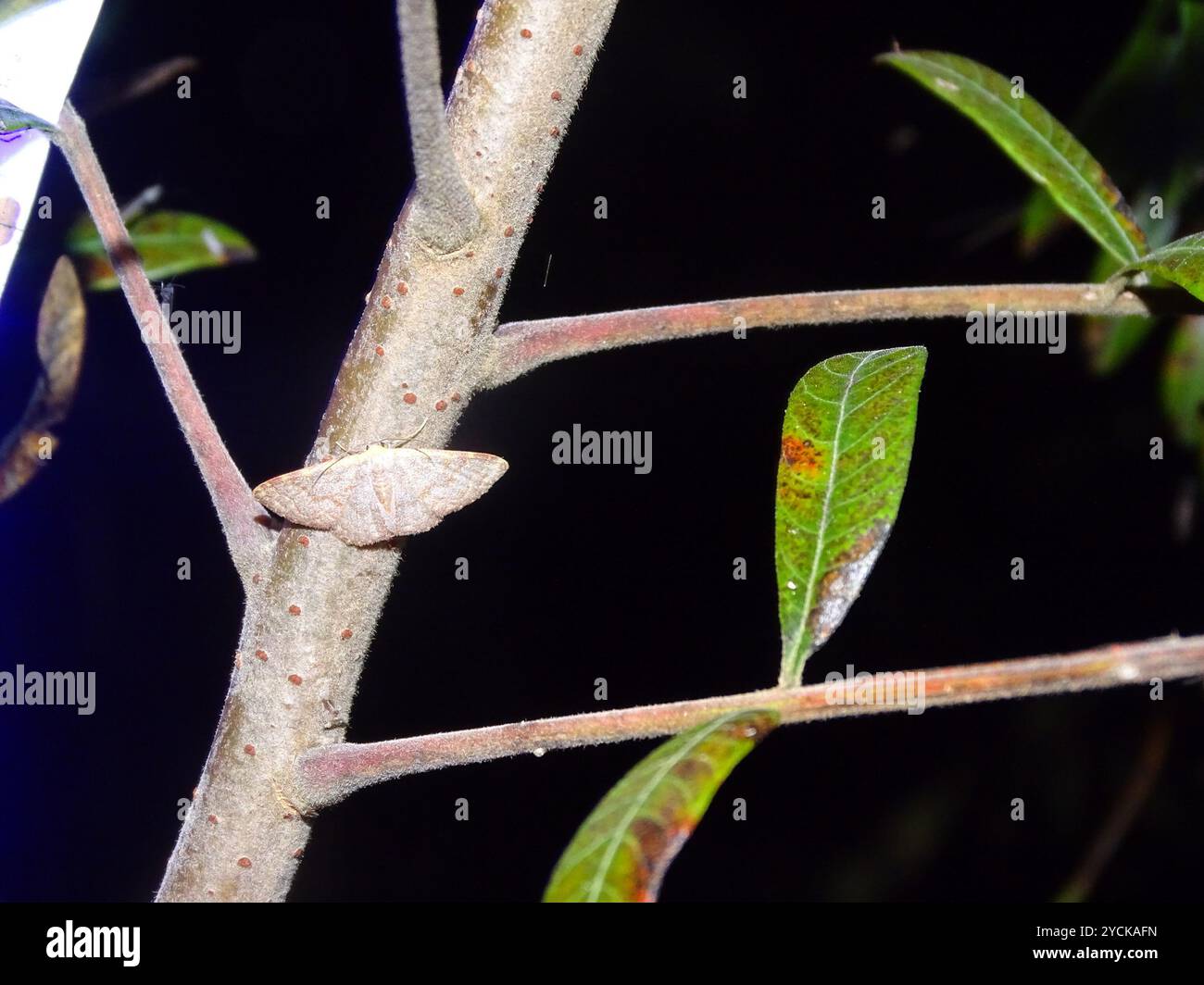 Pannaria Wave (Leptostales pannaria) Insecta Stock Photo - Alamy