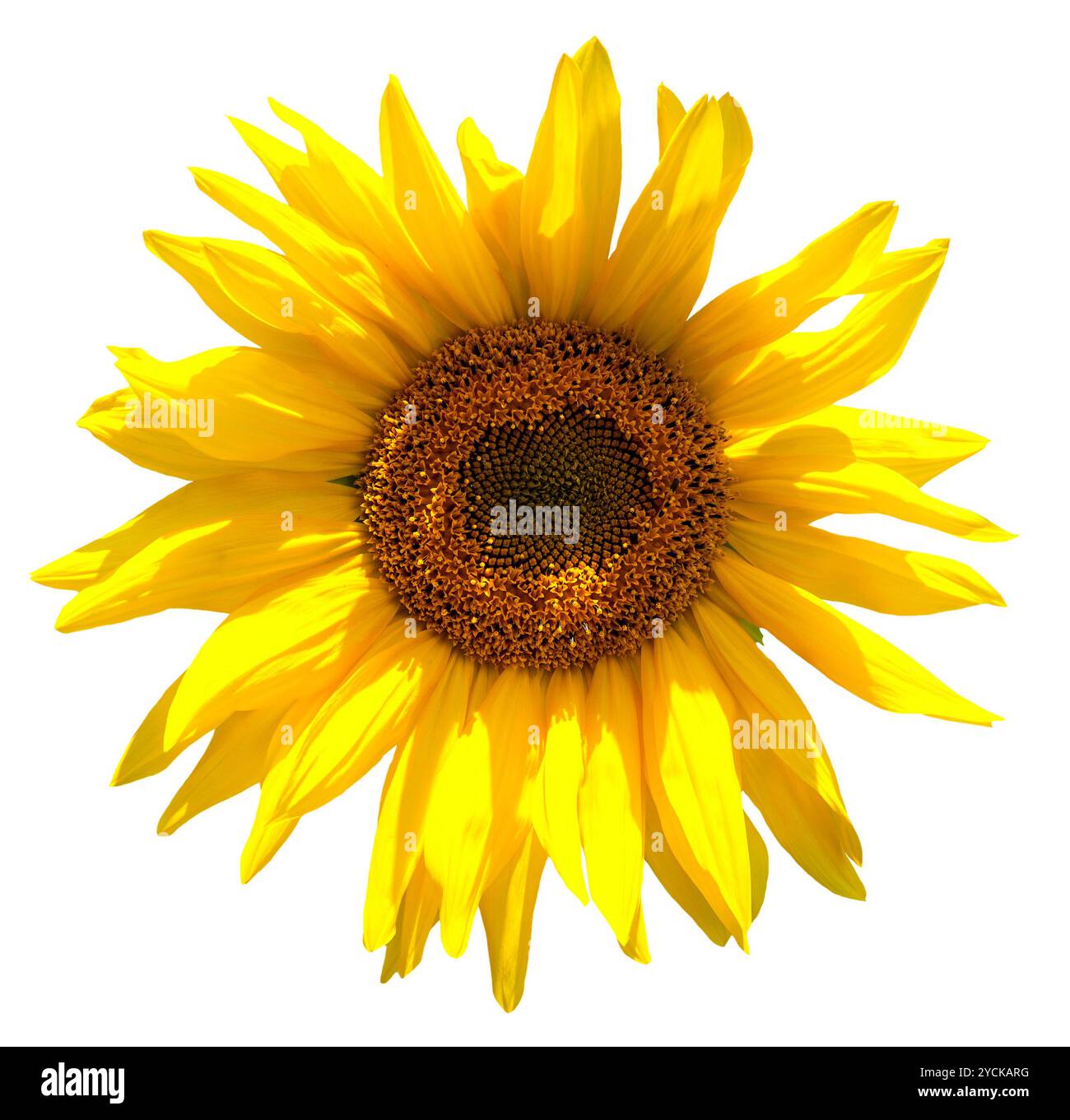 Yellow sunflower isolated on white background Stock Photo - Alamy