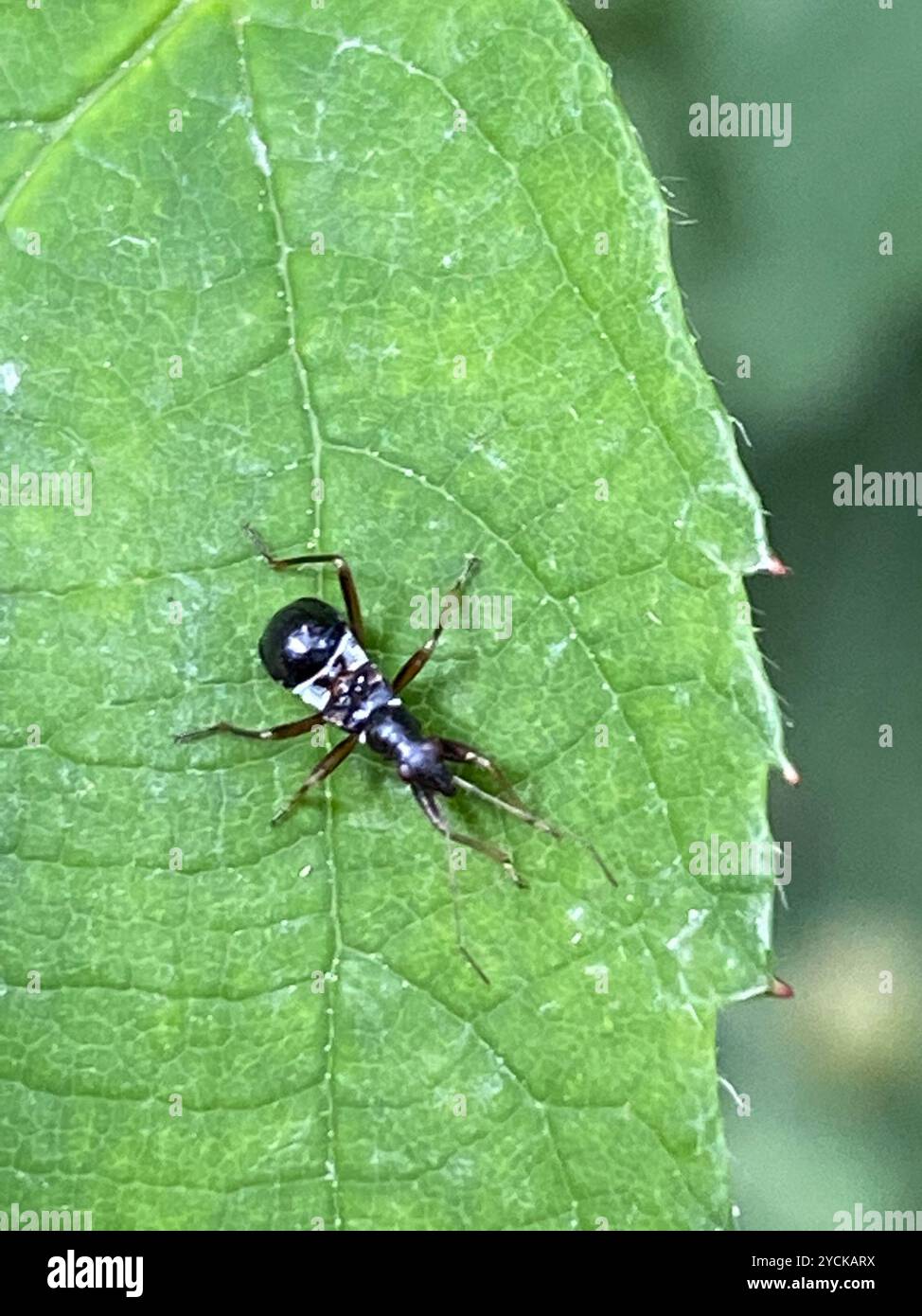 Damsel Insect Ant Damselbug (Himacerus mirmicoides) Insecta Stock Photo - Alamy