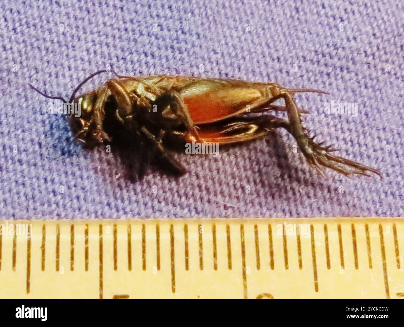 Cripling Insect Eastern Trilling Cricket (Gryllus rubens) Insecta Stock Photo - Alamy