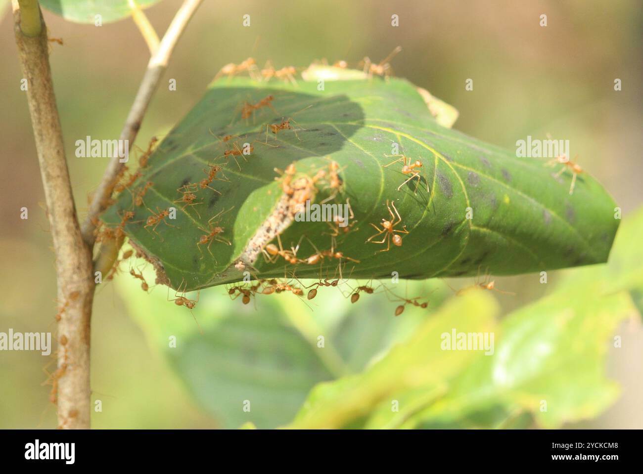 Asian Weaver Ant (Oecophylla smaragdina) Insecta Stock Photo - Alamy