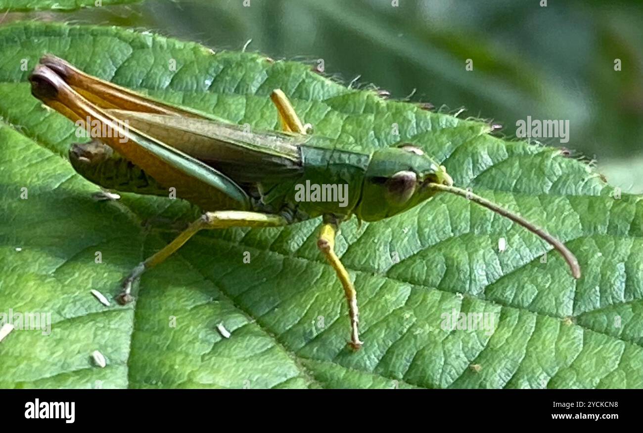 Meadow Grasshopper (Pseudochorthippus parallelus) Insecta Stock Photo ...