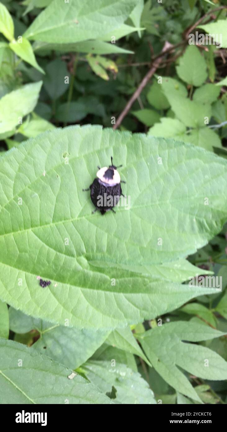 Carrion Inset American Carrion Beetle (Necrophila americana) Insecta Stock Photo - Alamy
