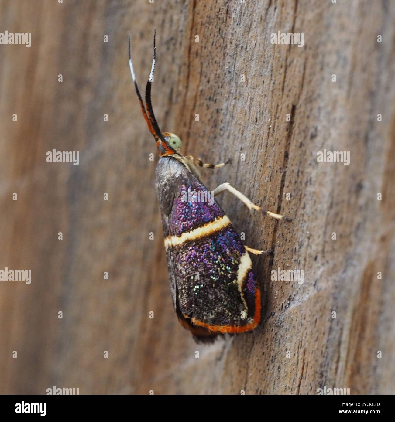 Hemerophila hi-res stock photography and images - Alamy