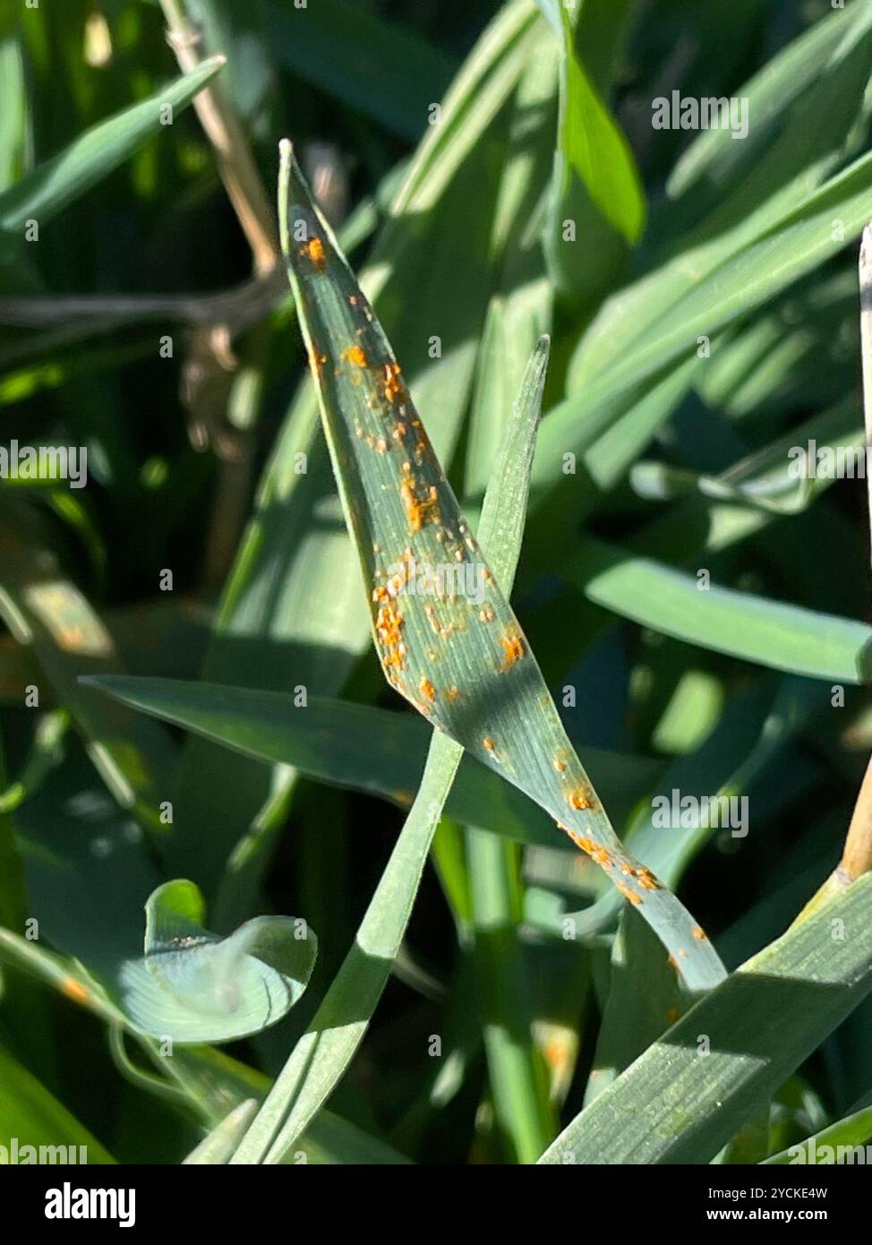 rust fungi (Pucciniales) Fungi Stock Photo - Alamy