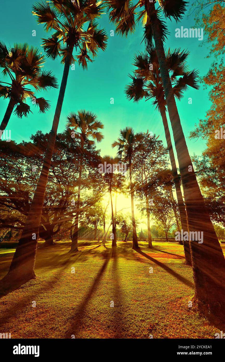 Beautiful sunset at park with tropical palm trees Stock Photo - Alamy