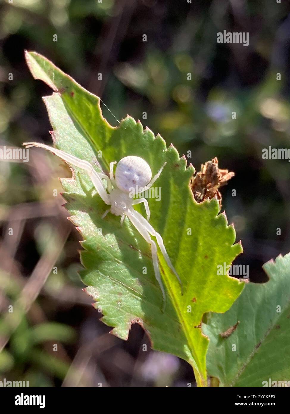 Crab Spiders (Thomisidae) Arachnida Stock Photo - Alamy