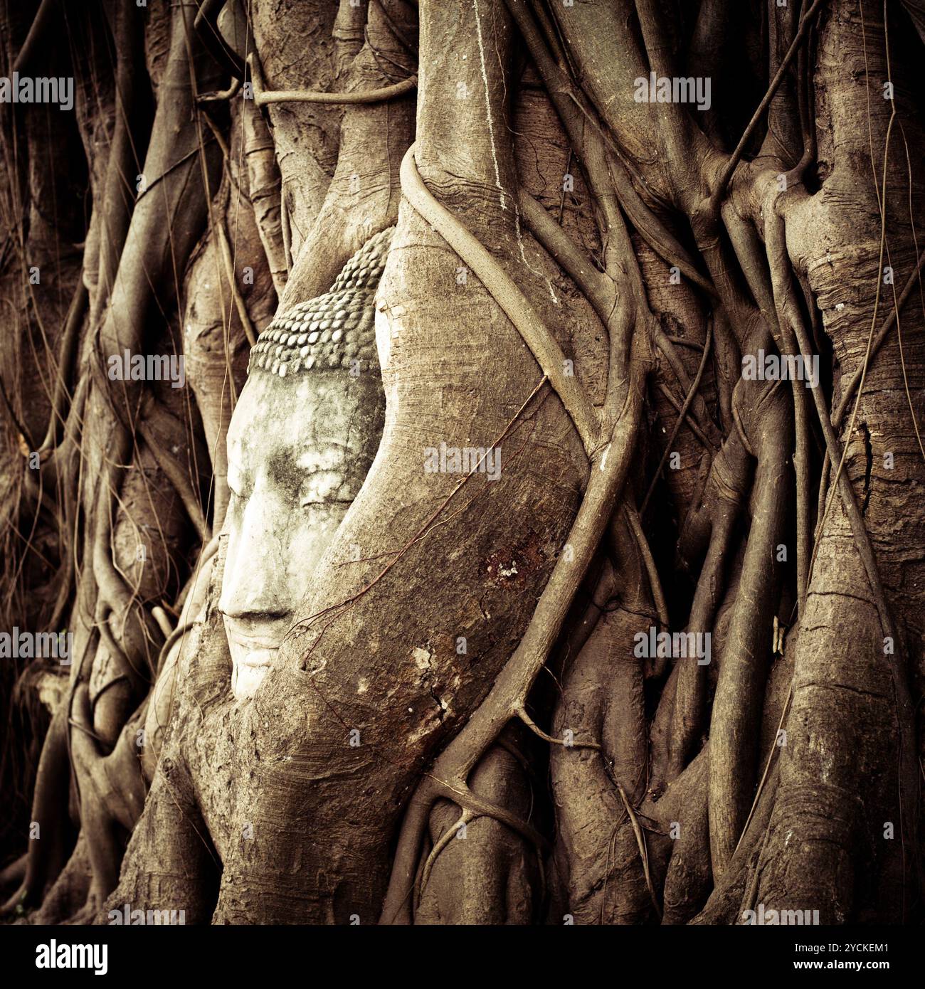 Buddha Head at Wat Mahathat. Ayutthaya, Thailand Stock Photo