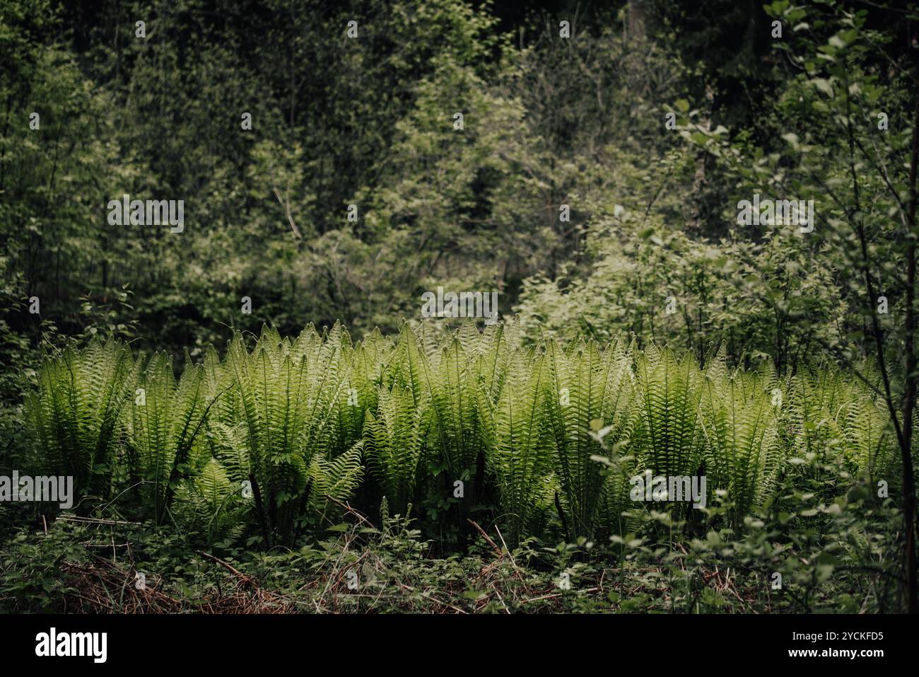 Ferns growing in the forest in a row Stock Photo - Alamy