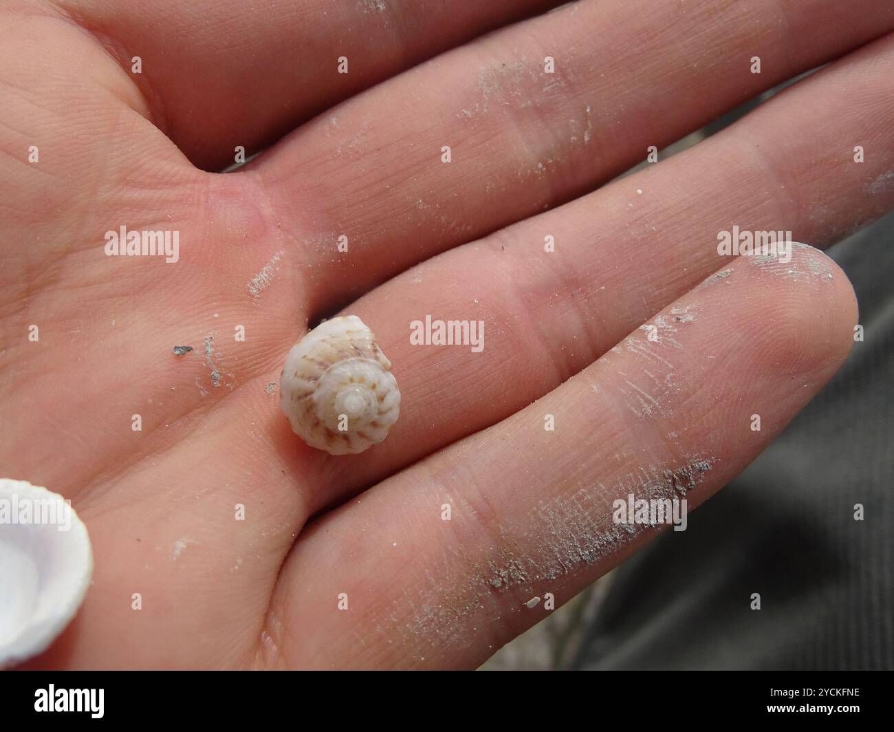 Button Snail (Modulus modulus) Mollusca Stock Photo - Alamy