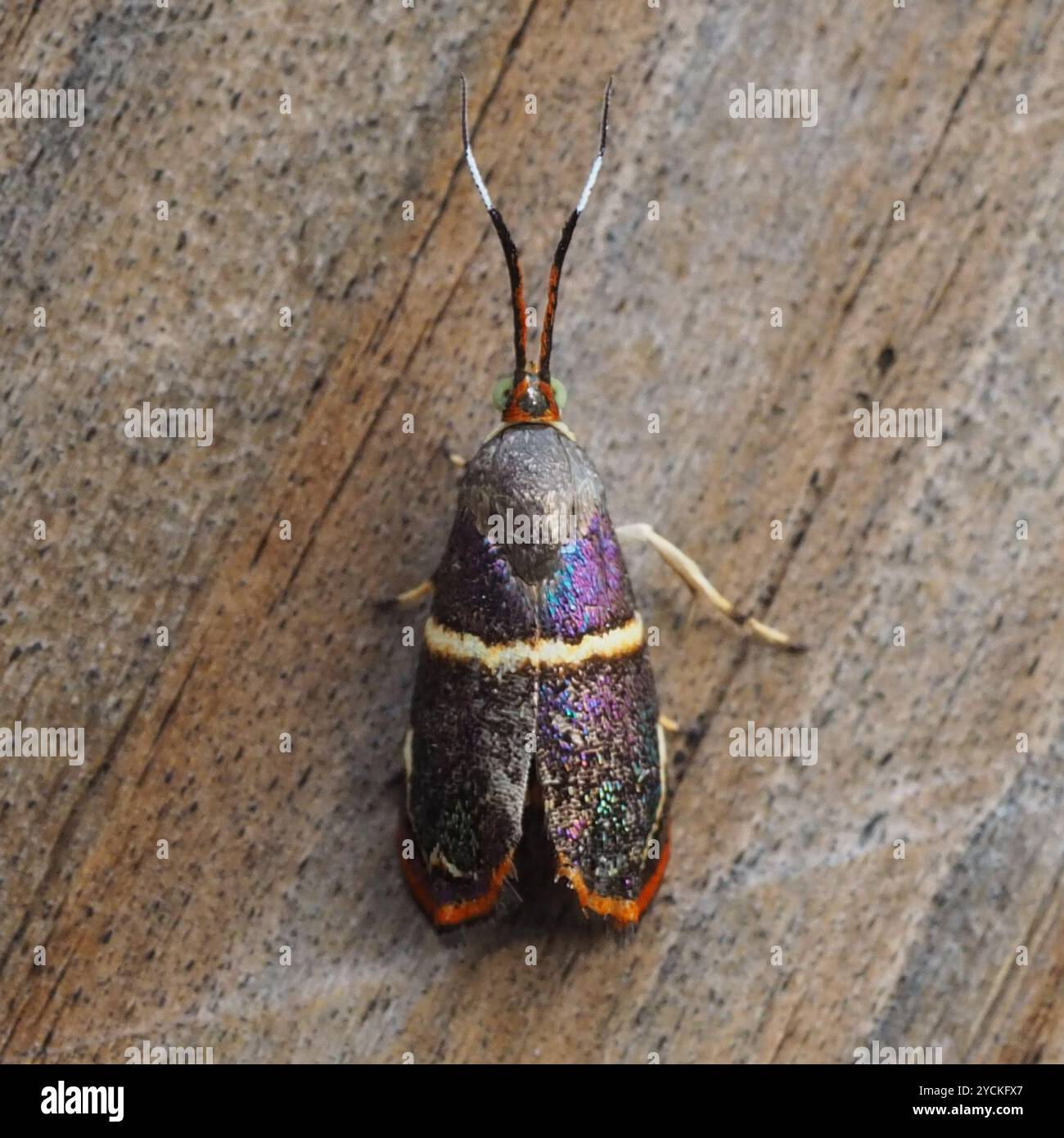 Hemerophila hi-res stock photography and images - Alamy