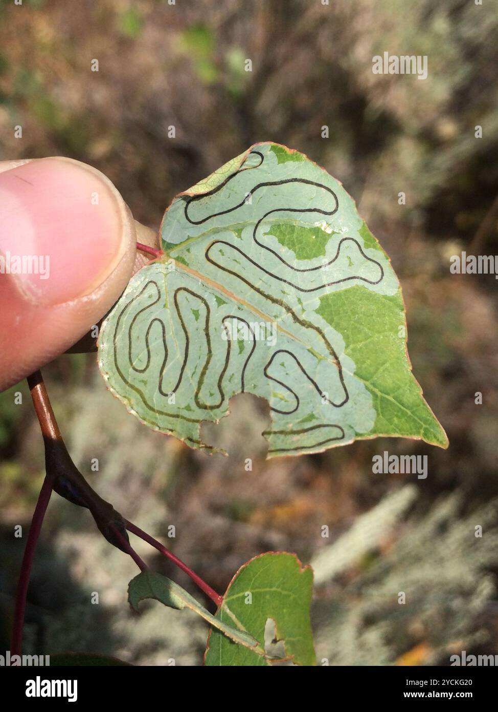 Aspen Serpentine Leafminer Moth (Phyllocnistis populiella) Insecta ...