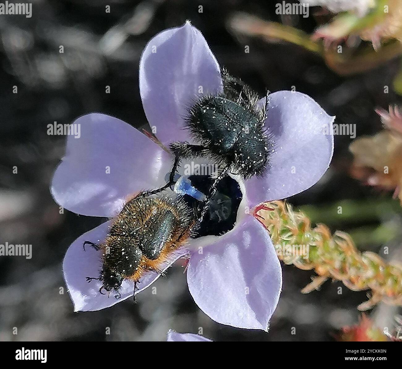Mookolodi Insect Monkey Beetles (Hopliini) Insecta Stock Photo - Alamy