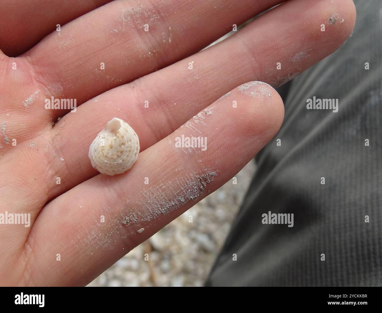 Button Snail (Modulus modulus) Mollusca Stock Photo - Alamy