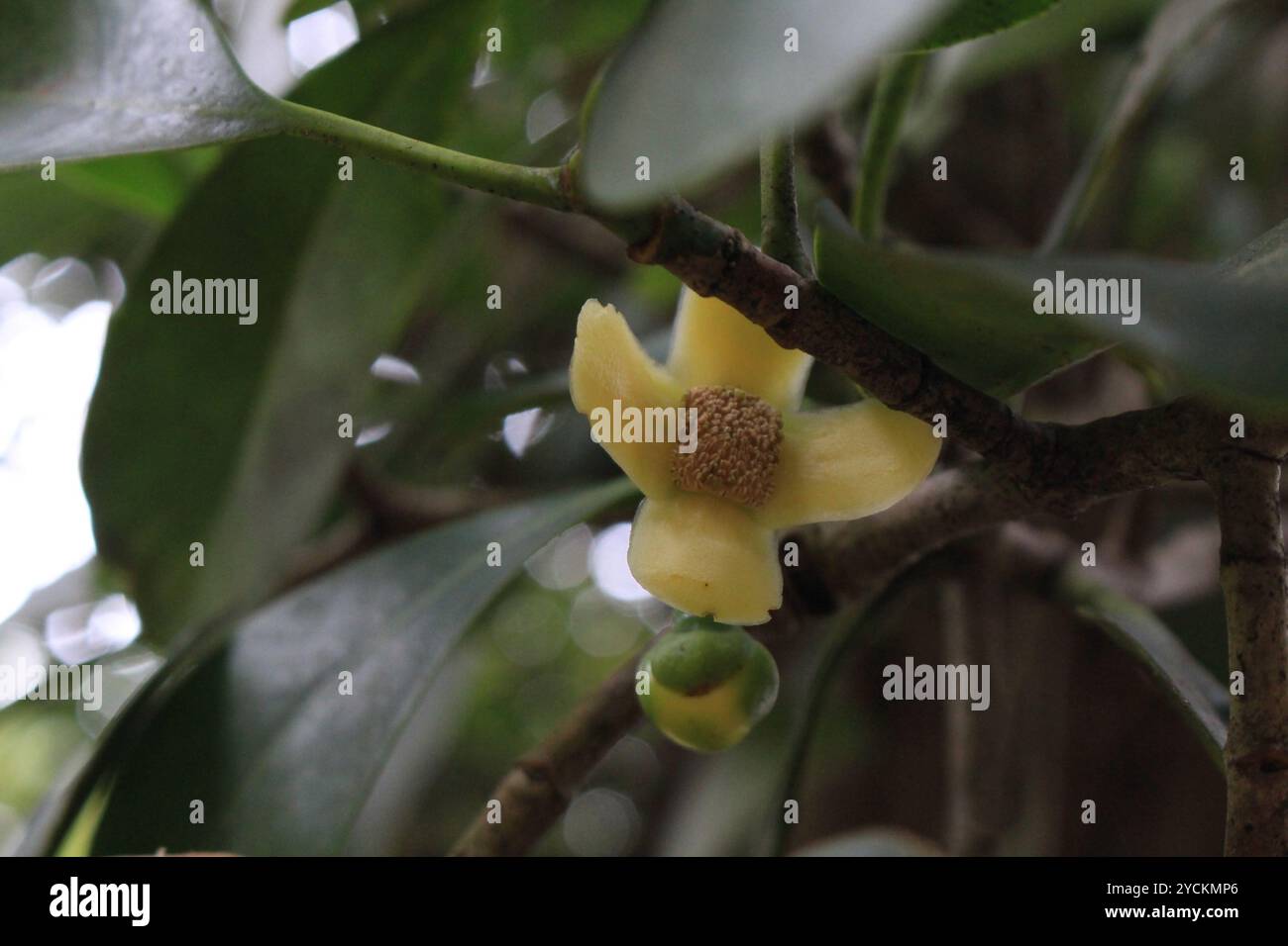 attorney trees (Clusia) Plantae Stock Photo - Alamy