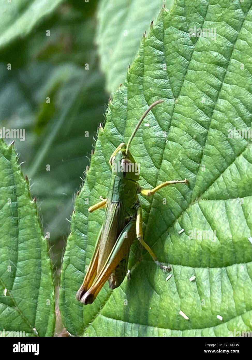 Meadow Grasshopper (Pseudochorthippus parallelus) Insecta Stock Photo ...