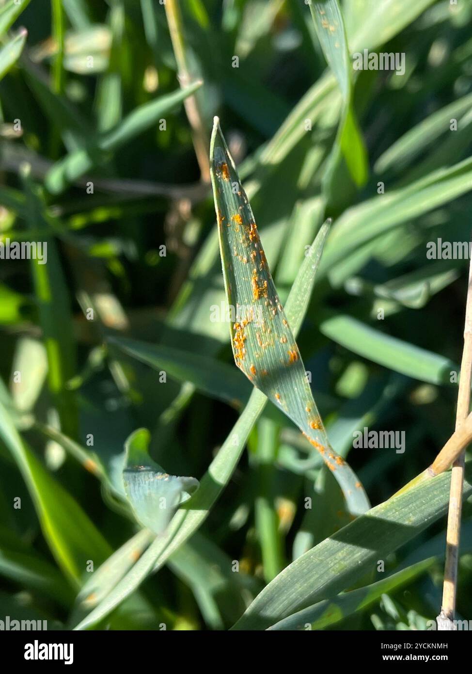 rust fungi (Pucciniales) Fungi Stock Photo - Alamy