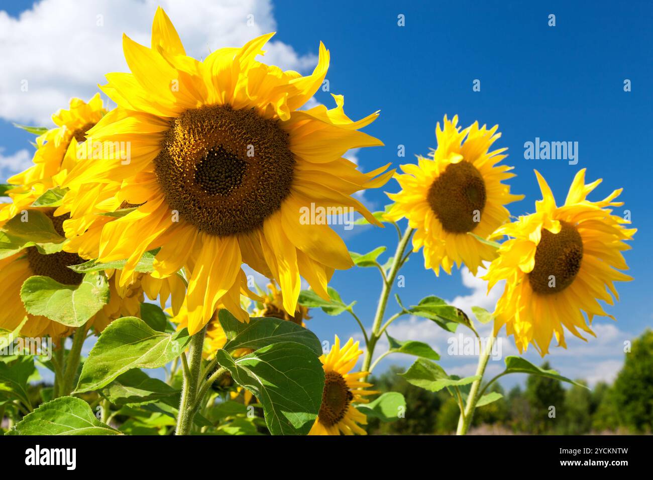 Beautiful yellow sunflowers against blue sky background Stock Photo - Alamy