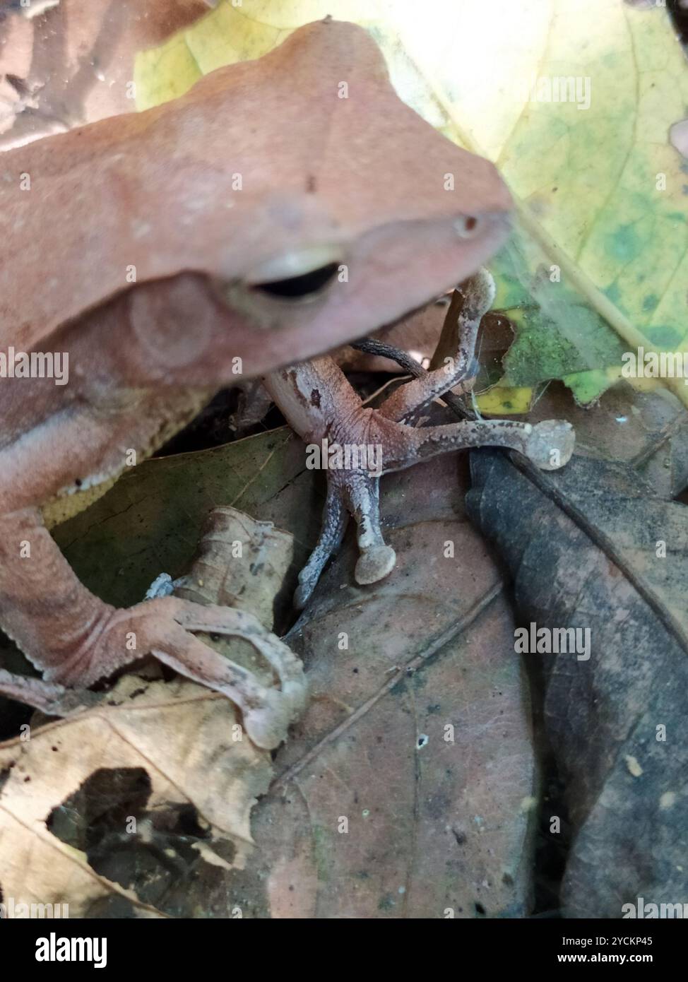 False Hourglass Tree Frog (Polypedates pseudocruciger) Amphibia Stock ...