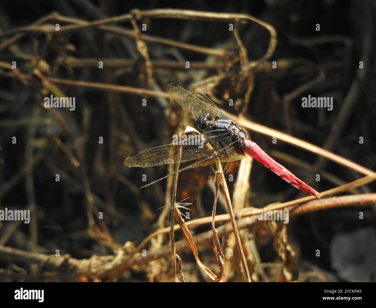 Crimson-tailed Marsh Hawk (Orthetrum pruinosum) Insecta Stock Photo