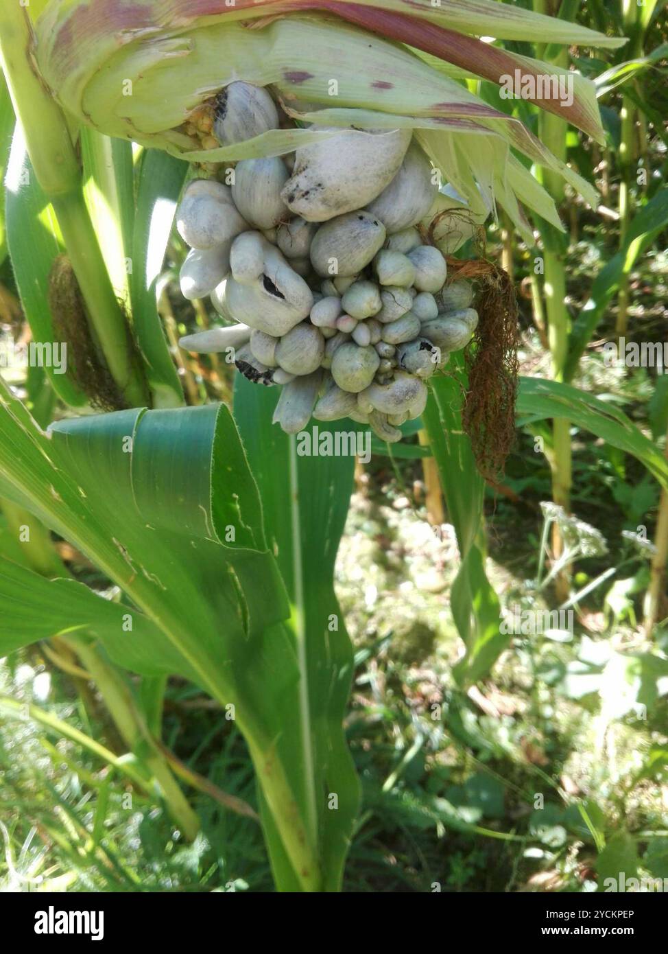 Mycosarcoma Corn Smut (Mycosarcoma maydis) Fungi Stock Photo - Alamy