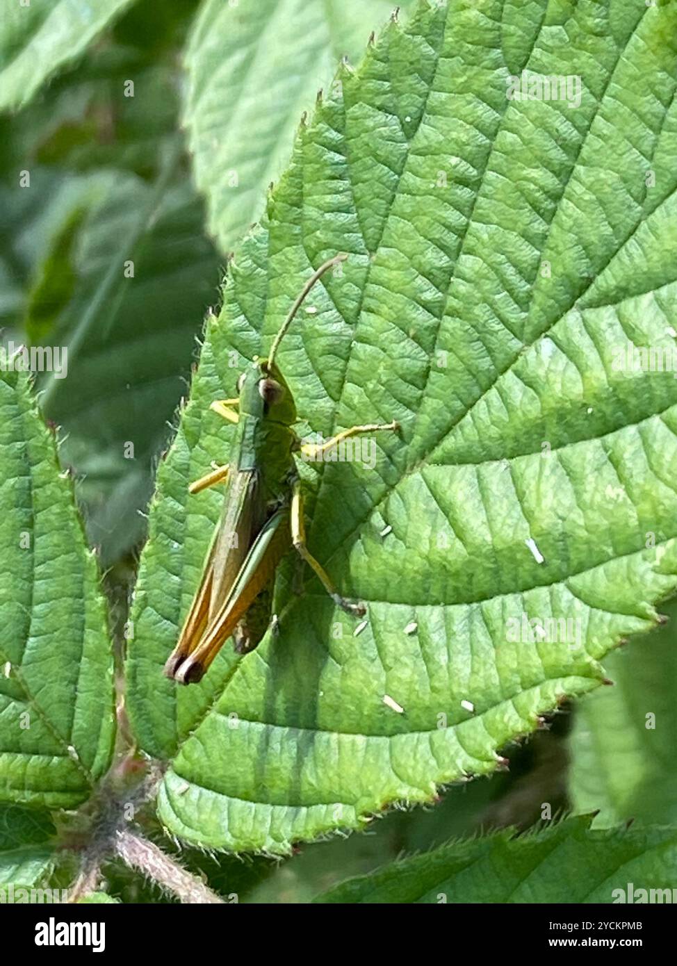 Meadow Grasshopper (Pseudochorthippus parallelus) Insecta Stock Photo ...