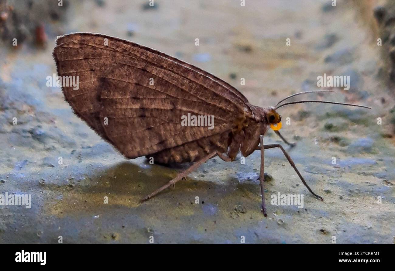 Geometer Insect Geometer Moths (Geometridae) Insecta Stock Photo - Alamy