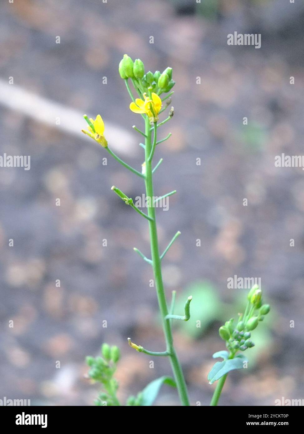 (Brassica rapa campestris) Plantae Stock Photo - Alamy
