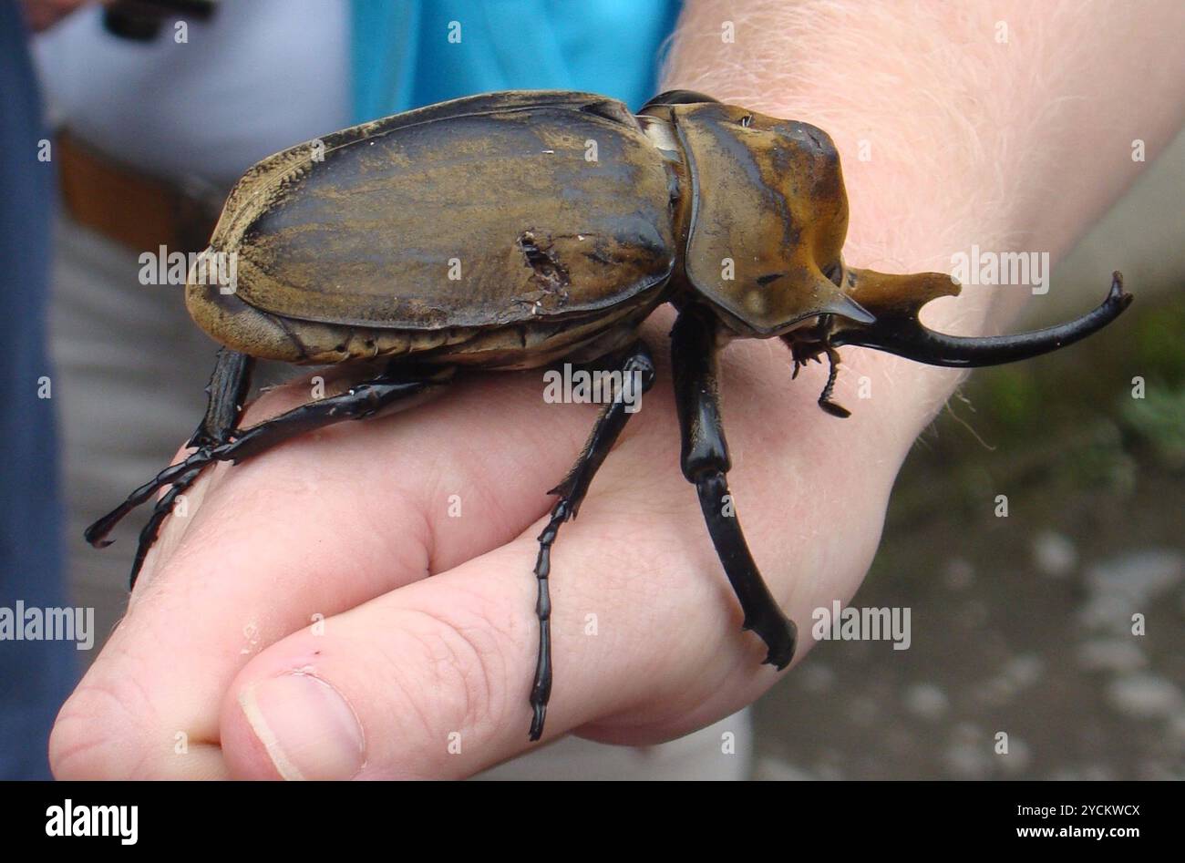 Elephant Insect (Megasoma elephas elephas) Insecta Stock Photo - Alamy