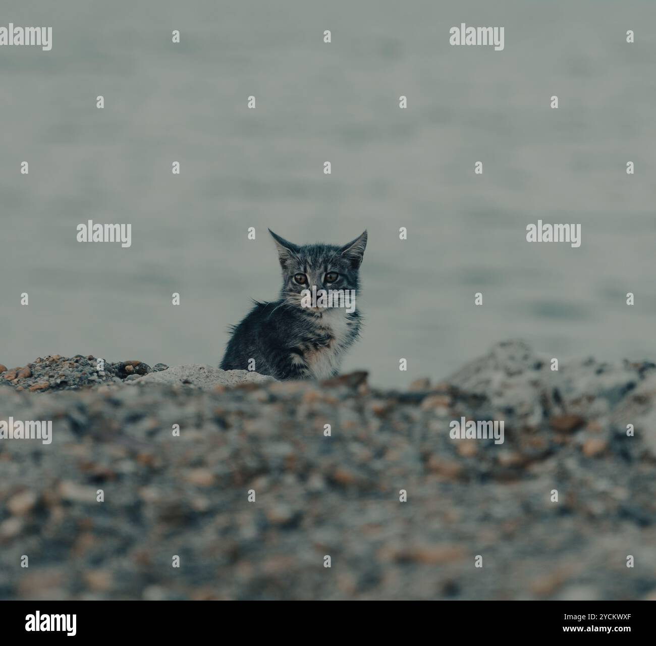 Cat on the Beach Stock Photo