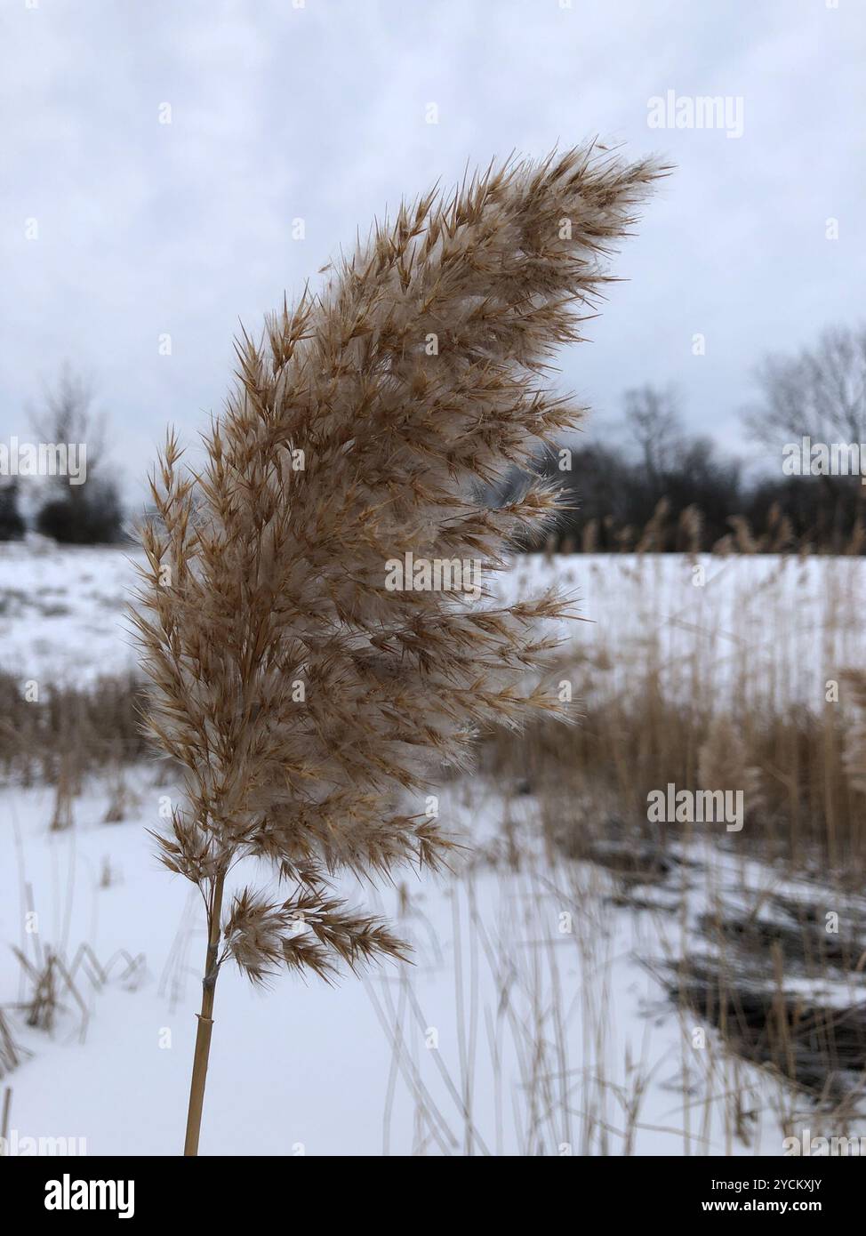 European reed (Phragmites australis australis) Plantae Stock Photo - Alamy