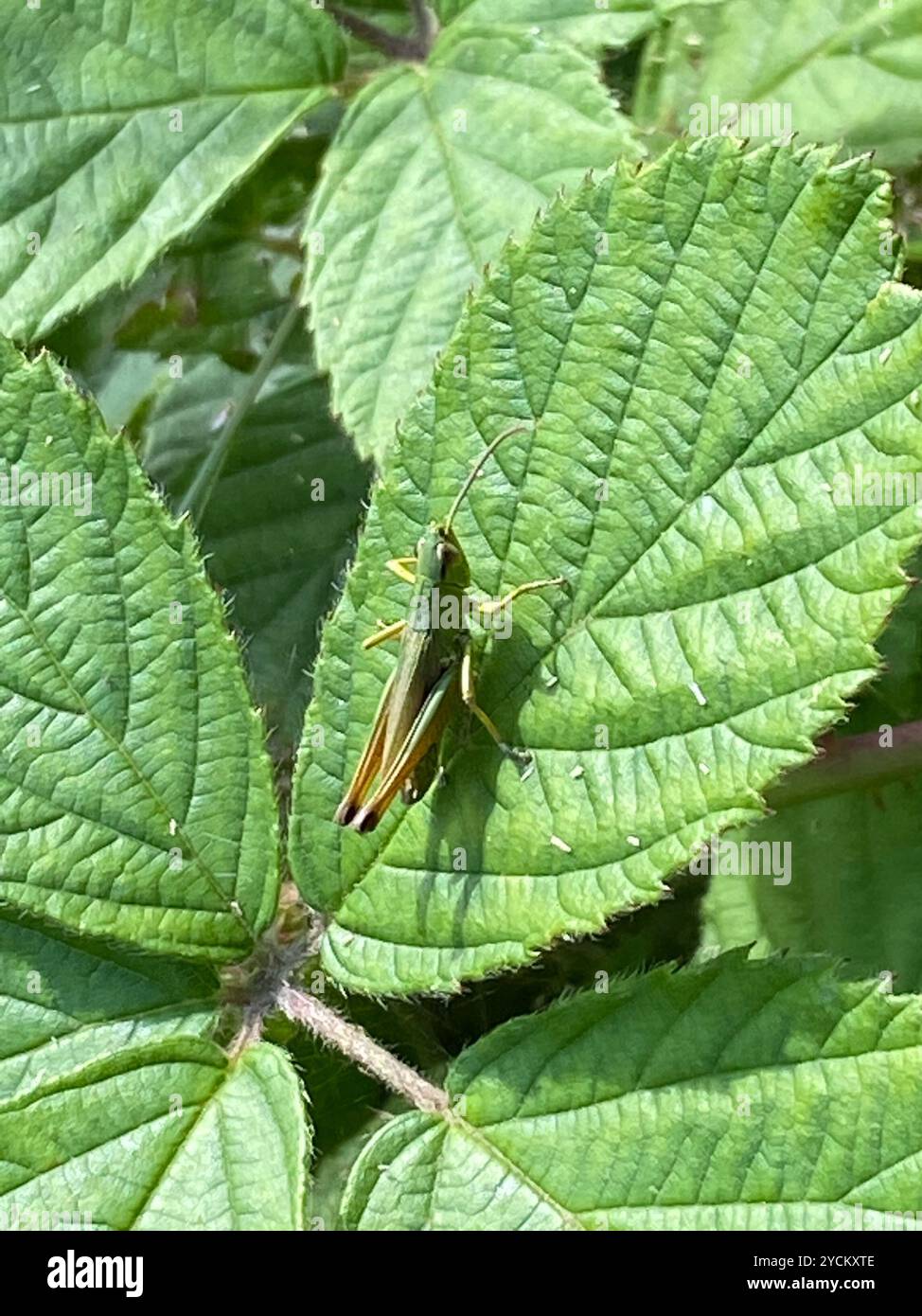Meadow Grasshopper (Pseudochorthippus parallelus) Insecta Stock Photo ...