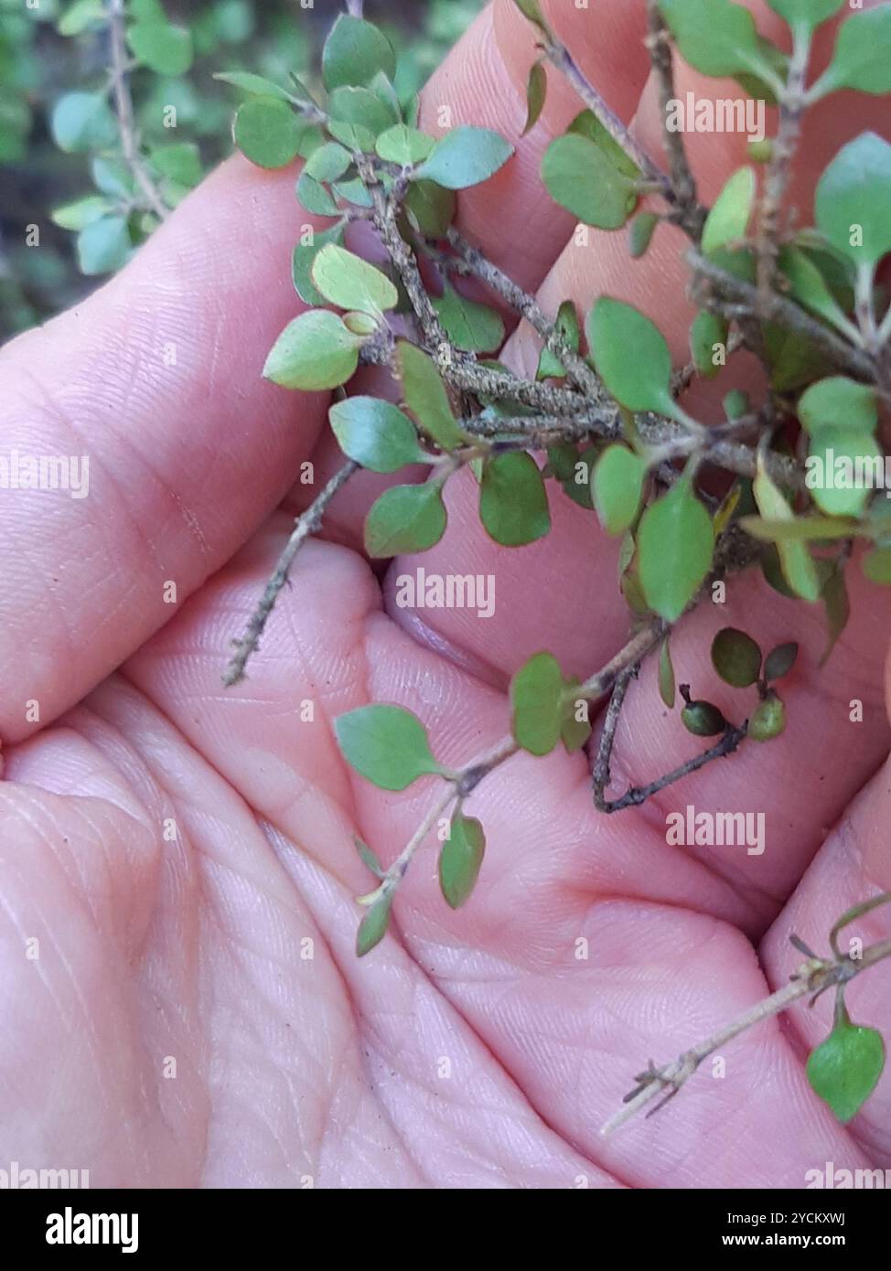 Twiggy coprosma (Coprosma rhamnoides) Plantae Stock Photo - Alamy