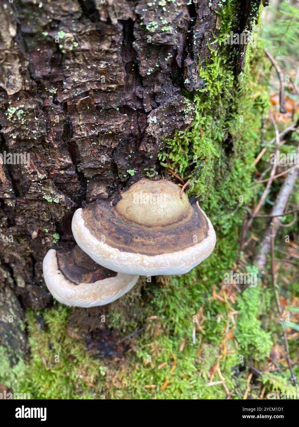 Ochre-banded Conk (Fomitopsis ochracea) Fungi Stock Photo - Alamy