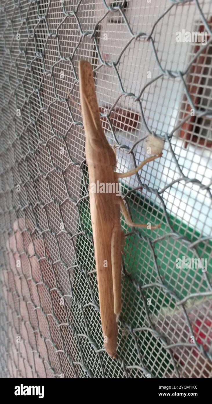 Gladiator grasshopper hi-res stock photography and images - Alamy