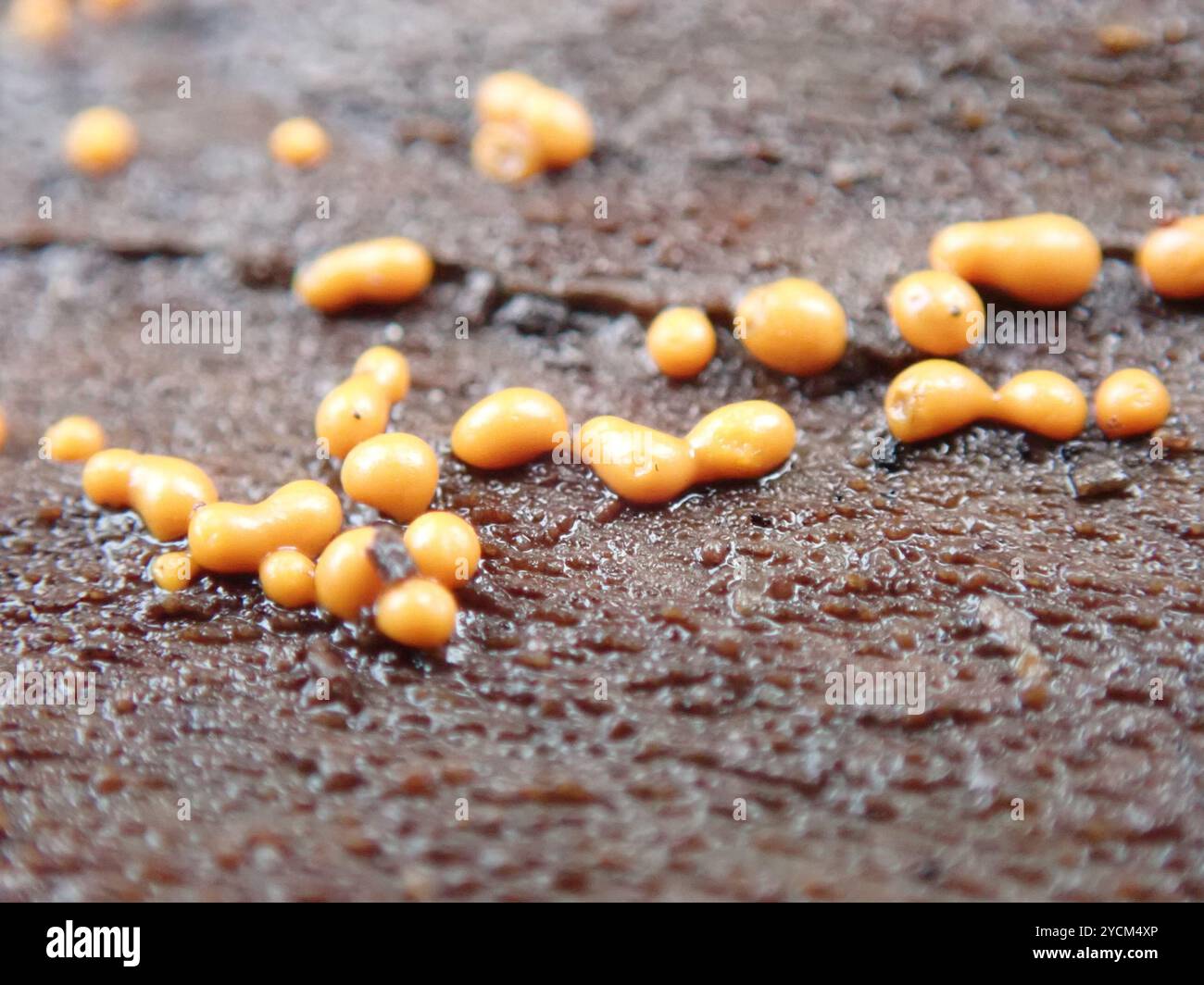 Trichia varia hi-res stock photography and images - Alamy