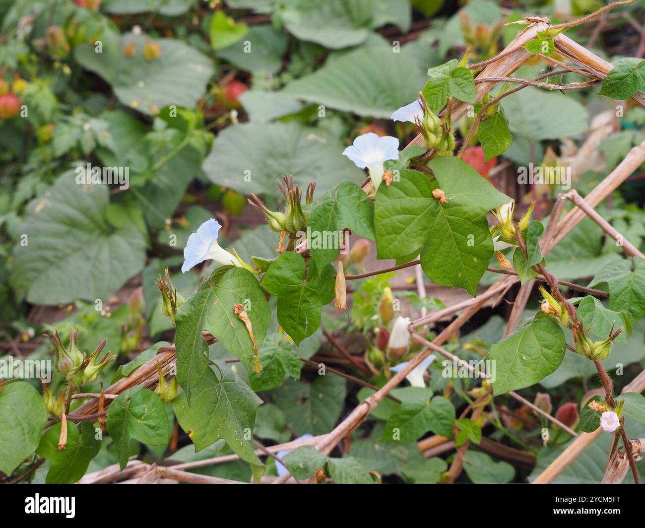 Kniola's Black Morning Glory Ipomoea seeds