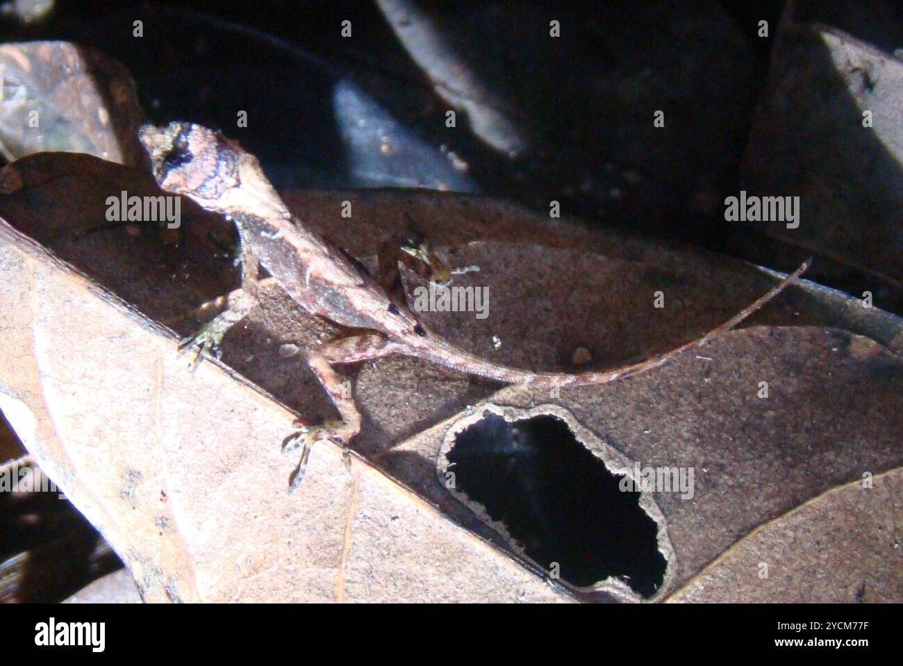 Anolis humilis hi-res stock photography and images - Alamy