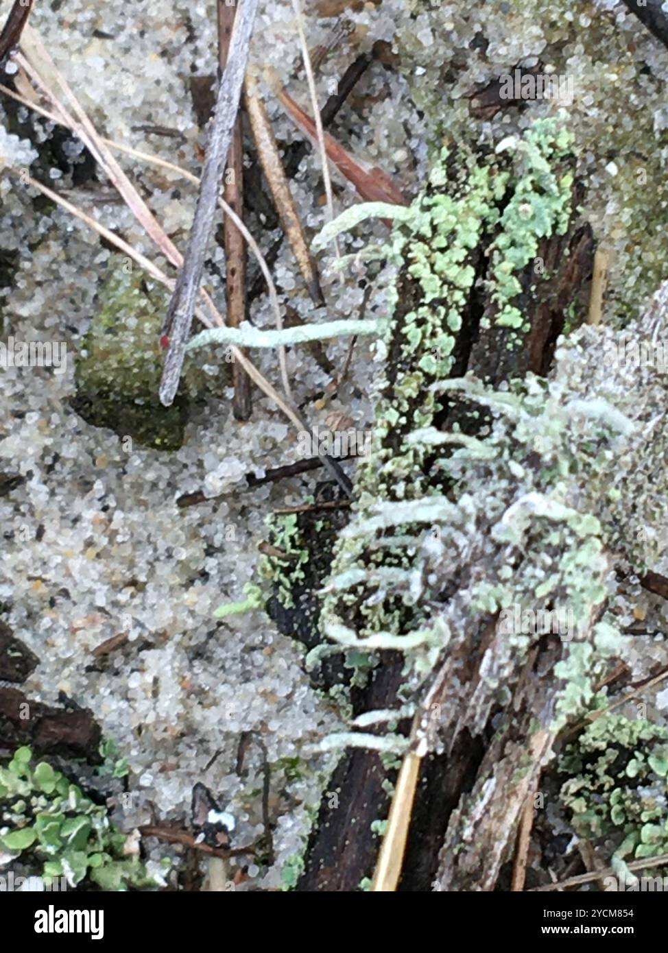 pixie cup and reindeer lichens (Cladonia) Fungi Stock Photo Alamy