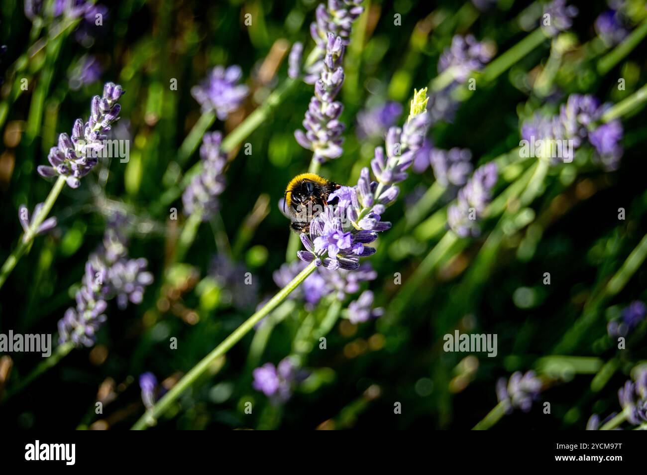 a Bee getting the final helpings to a lavender flower Stock Photo