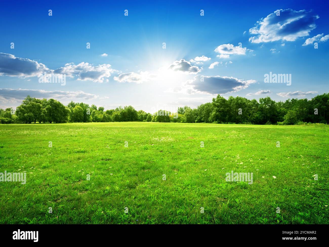 Tree trees horizon cloud hi-res stock photography and images - Alamy