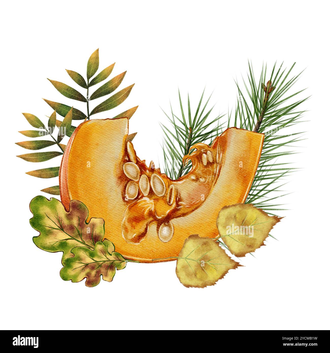 Pumpkin slice with spruce branch and autumn leaves. High quality illustration Watercolor composition on a white background. Autumn decorations, design, ingredient in recipes, typography, printing Stock Photo