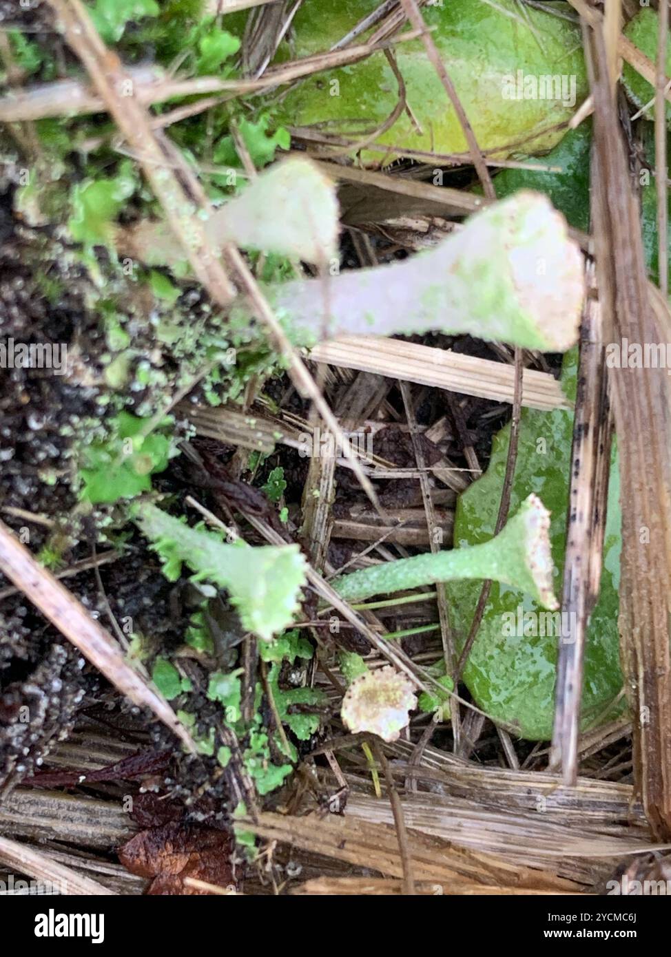 pixie cup and reindeer lichens (Cladonia) Fungi Stock Photo - Alamy